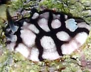 Photo: B. & S. Koretz, July 2005; See it in SeaSlug Forum